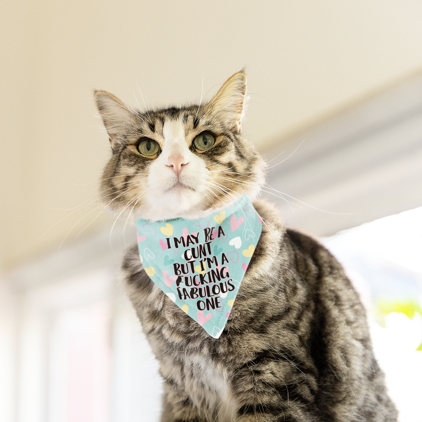 Cat wearing a blue bandana with multicoloured hearts. To the front it contains a funny quote 'i may be a c*nt but i'm a fucking fabulous one' in black ink with a pink outline.
